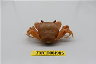 藏品(拉氏清溪蟹)的圖片